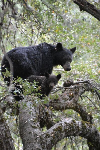 Bären auf Baum
