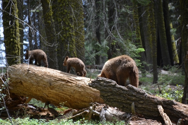 Bären auf dem Baumstamm