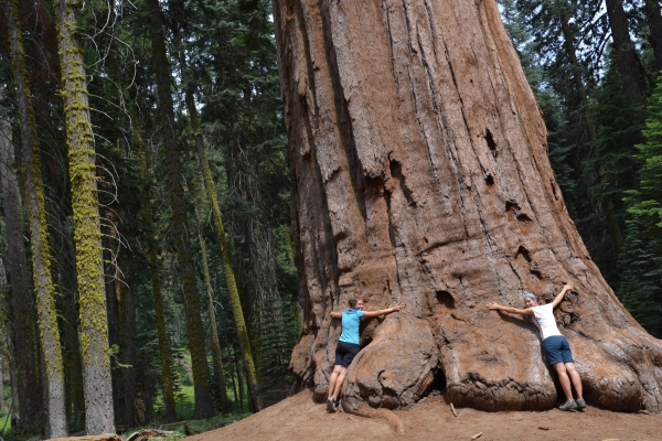 Hugging Sequoia