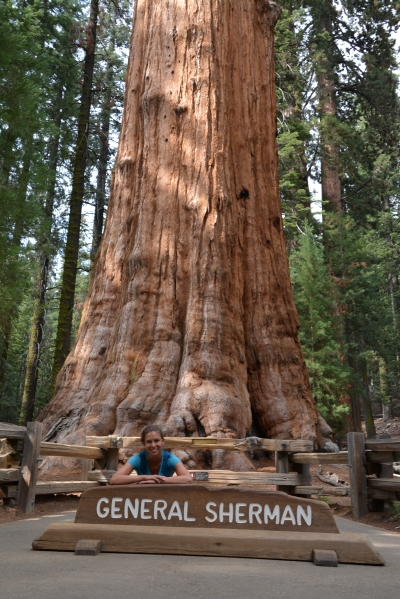 Größter Sequoia