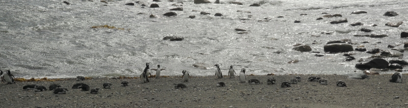panorama pinguinos