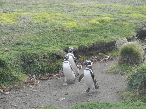 pinguine an land