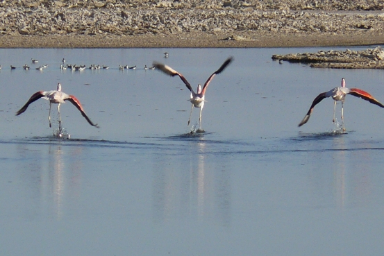 Abhebende Flamingos